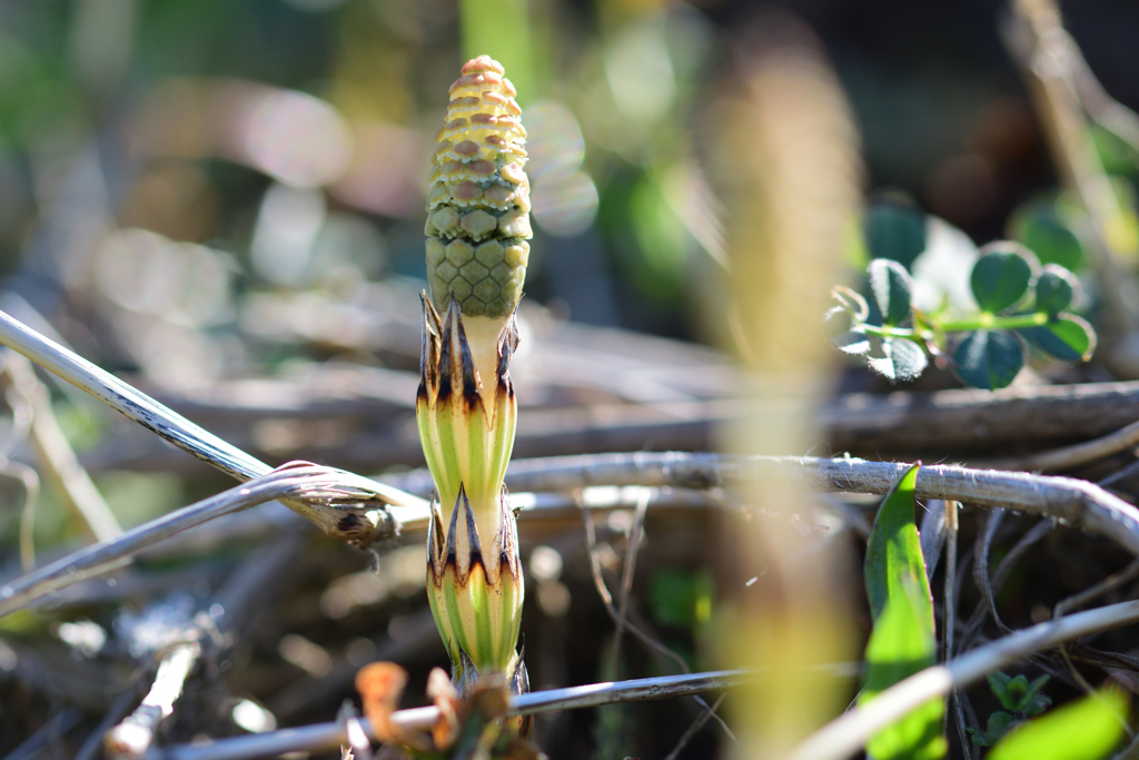 もうすぐ春ですね