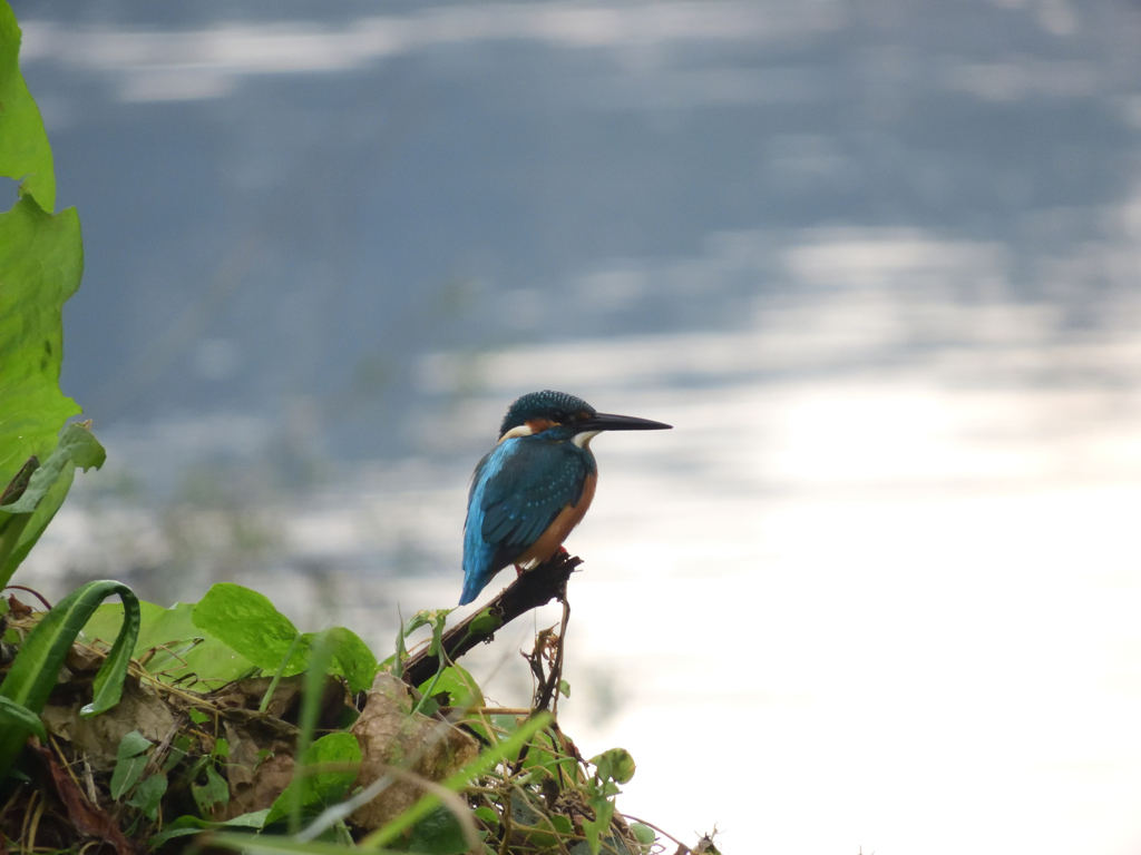 今日も花の木で狩り