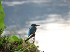 今日も花の木で狩り
