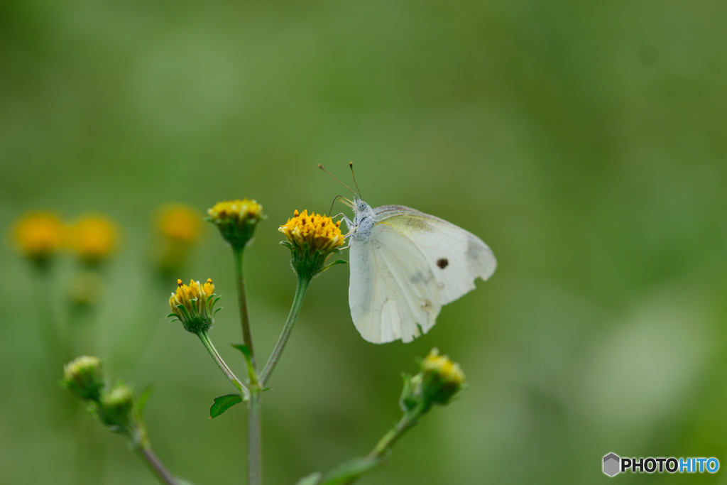 モンシロチョウ
