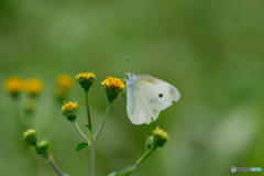 モンシロチョウ