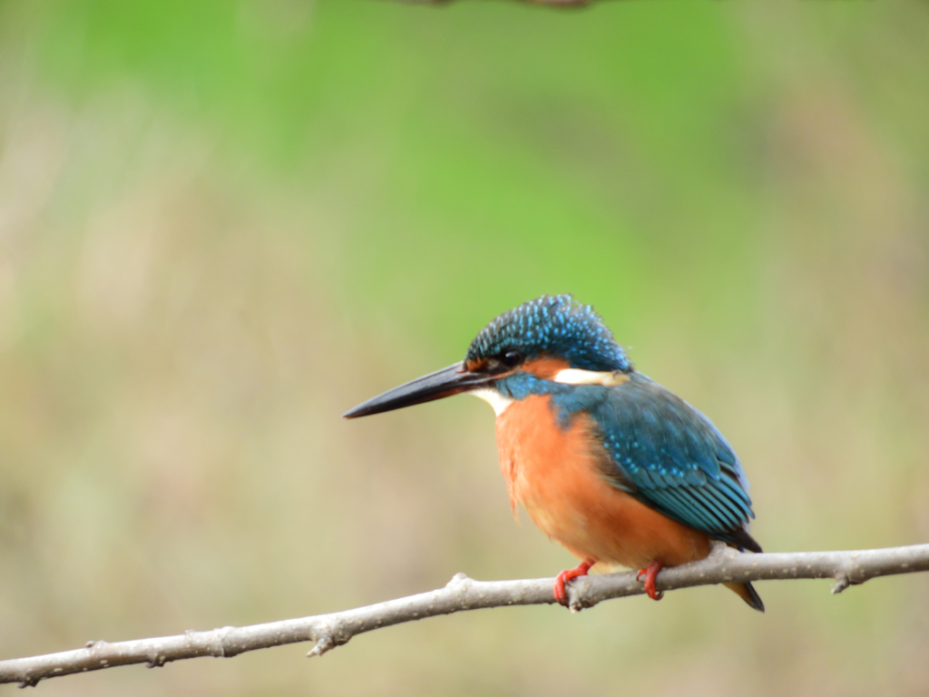 最後の止まり木_01