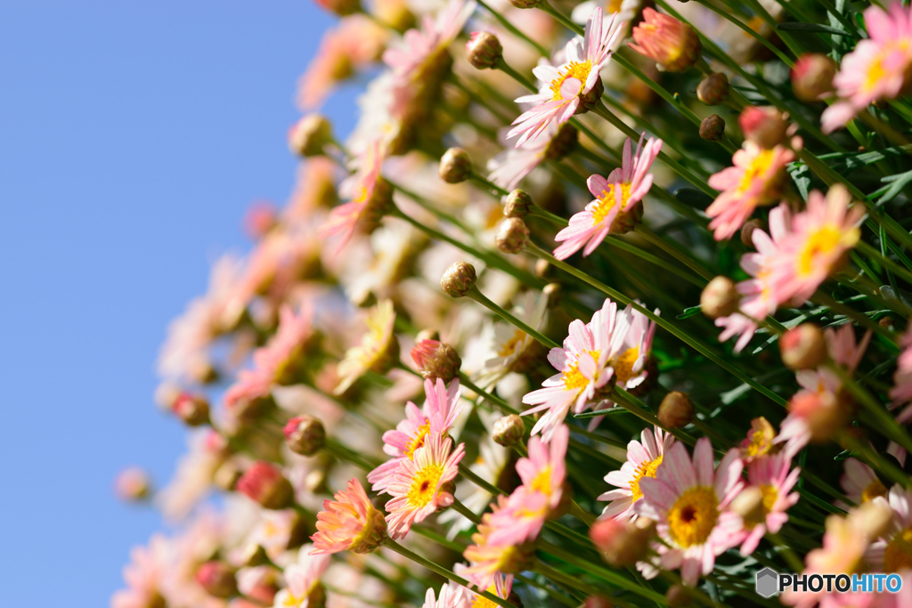 青空に向かって