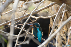 気づかないでね、すり³
