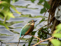 泉水のボクちゃん
