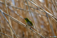芦原のめじろ