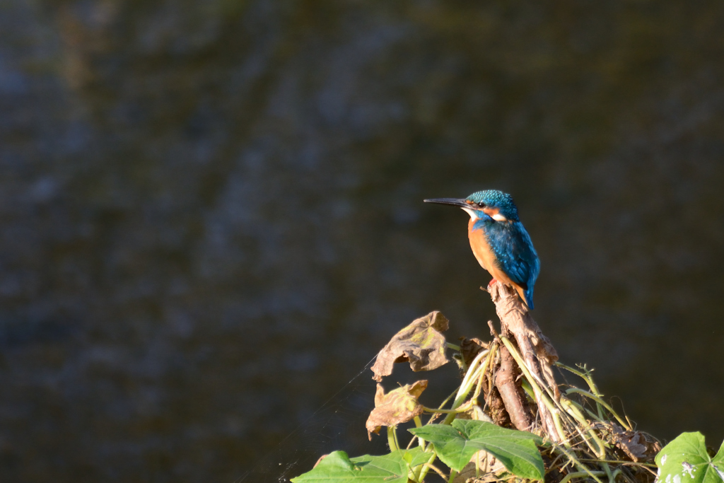クルミ亭から城山へ