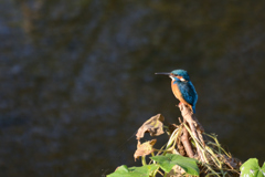 クルミ亭から城山へ