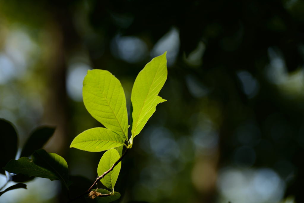 スポットライトを浴びて