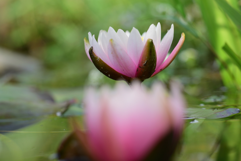 ホタル池の睡蓮