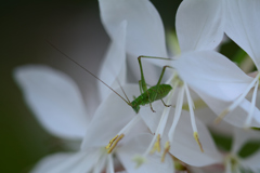 みつかっちゃいましたか