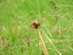 ベニちゃん元気です