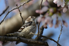 コゲラの花見