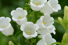 白いカンパニュラ