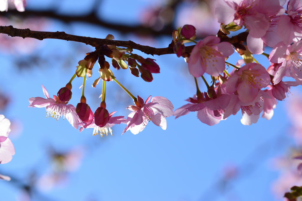 河津桜