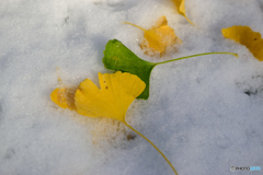 雪にイチョウ
