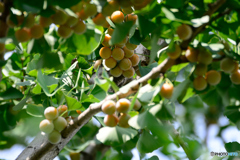 一度に落ちたら大変だ