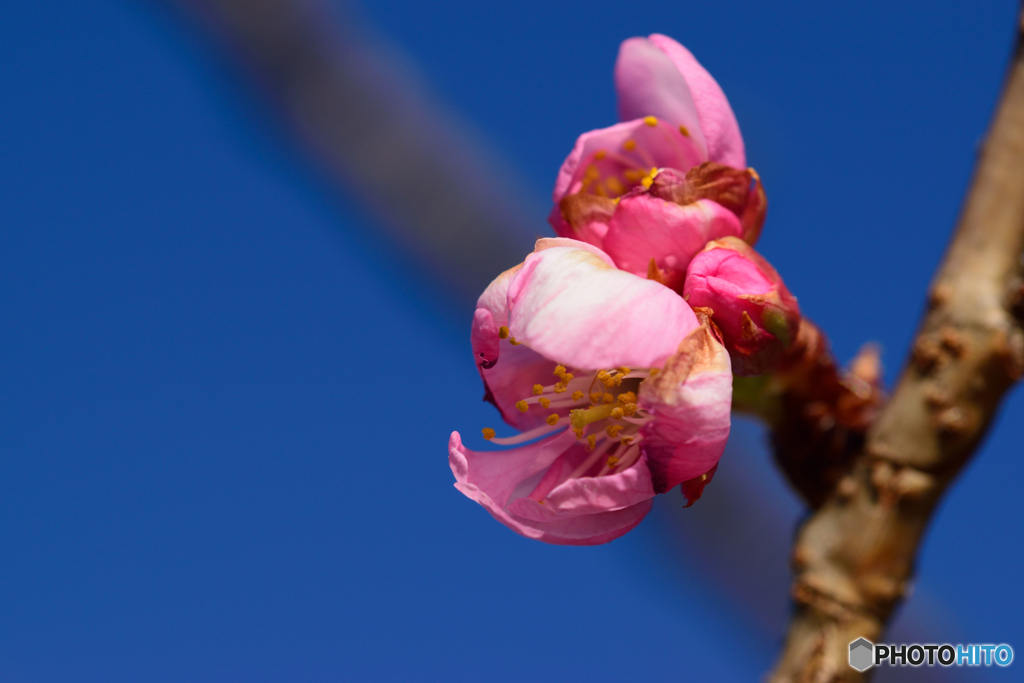 河津桜ほころぶ
