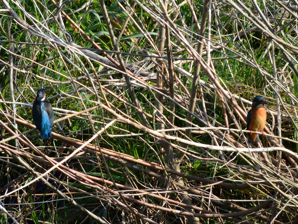 恋の季節の始まり