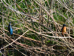 恋の季節の始まり