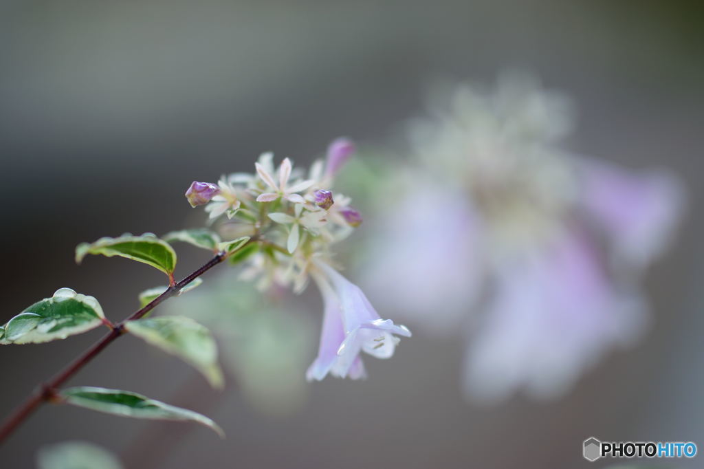 花園衝羽根空木