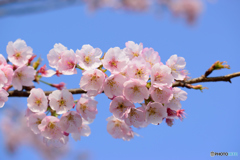 あんぎょう桜