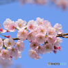 あんぎょう桜