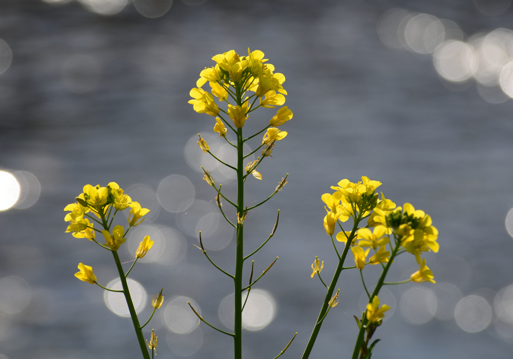 菜の花