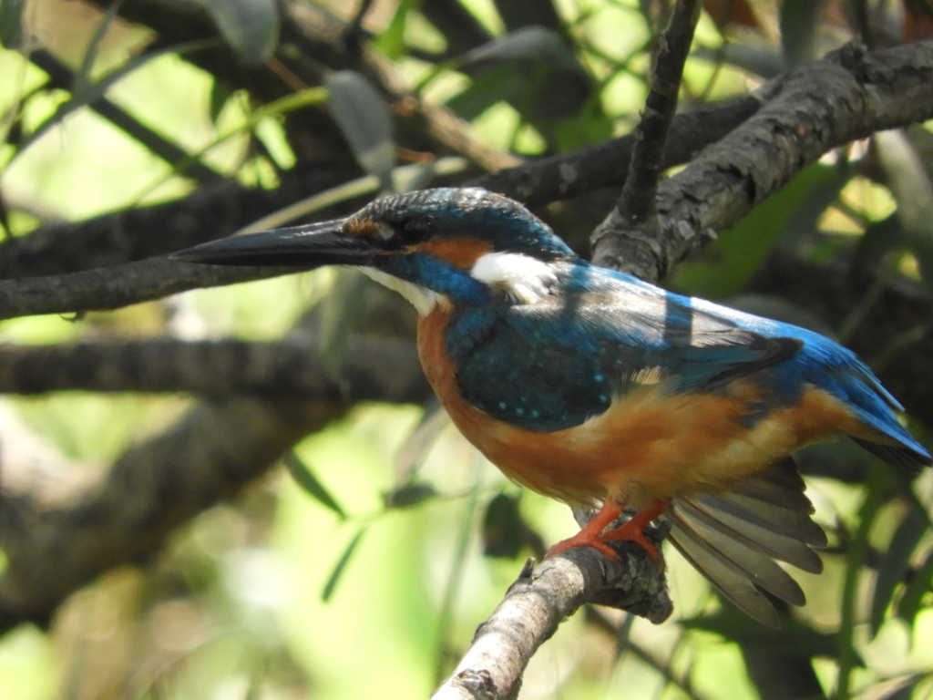 右ウイング確認中