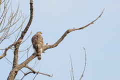 ぼくは誰ですか