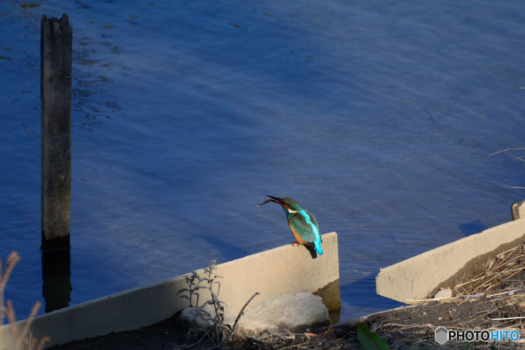 ちょっと大きめ