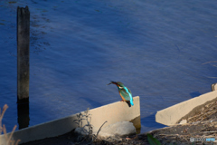 ちょっと大きめ