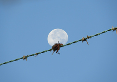 百舌の早贄（合成）