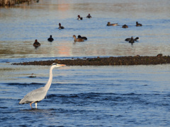 朝まづめを過ぎても