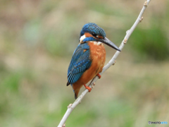 コンデジ買っちゃいました_1