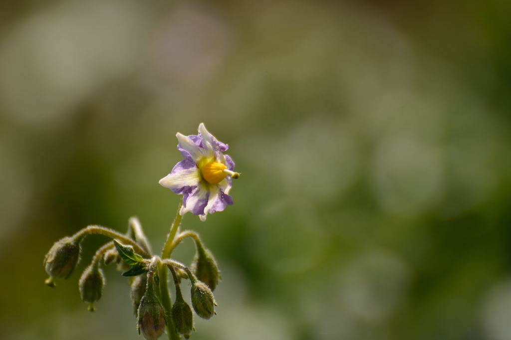 じゃがいもの花