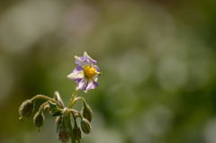 じゃがいもの花