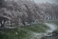 桜吹雪であったなら