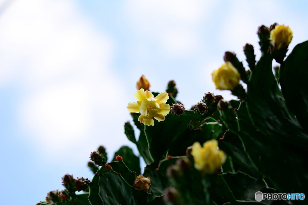サボテンの花