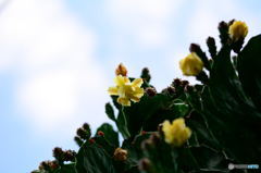 サボテンの花