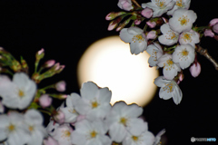 夜桜は難しい
