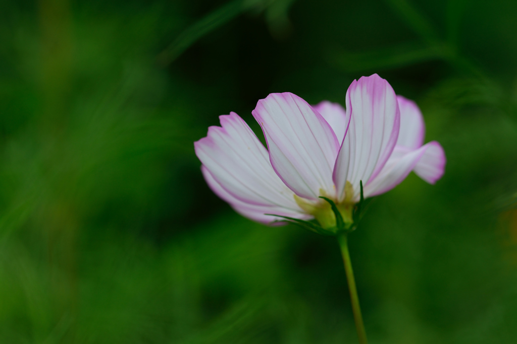 ピンクほのかに