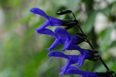 サルビア・ガラニチカ