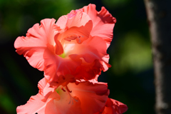 久々の晴天_グラジオラス