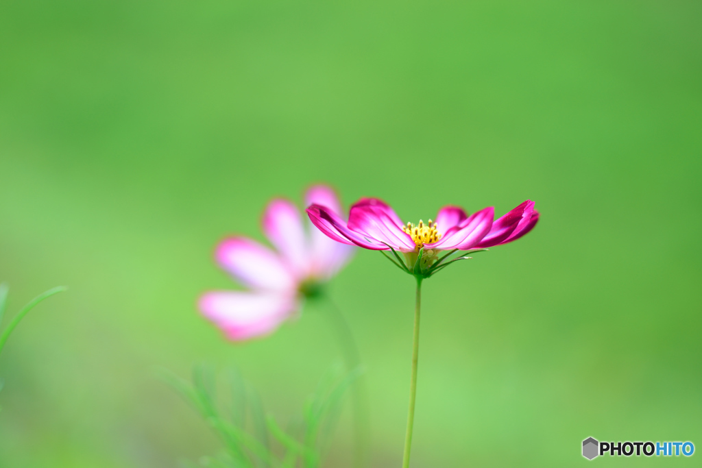 アンニュイな朝