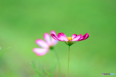 アンニュイな朝