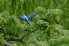 カワ三昧_ダイブリトライ