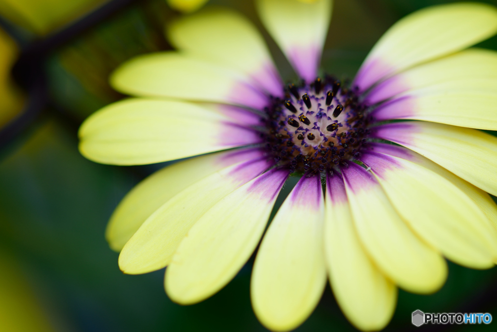 １ピースはどこに