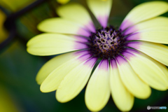 １ピースはどこに