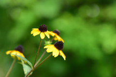 エキナセアかな？